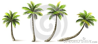 Palm Trees Vector Illustration