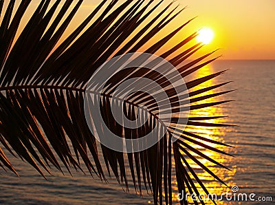 Palm trees silhouette at sunset Stock Photo
