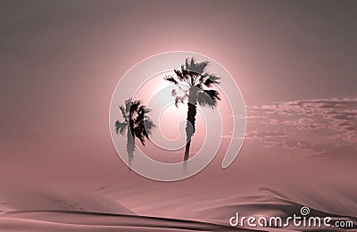 Palm trees silhouette at sunset Stock Photo