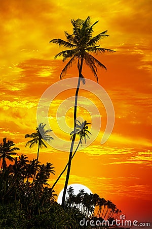 Palm trees silhouetted Stock Photo