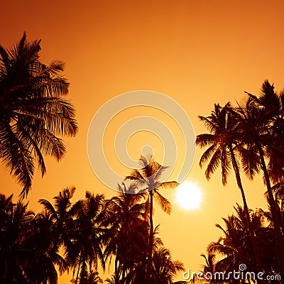 Palm trees silhouettes on tropical beach at summer warm vivid sunset Stock Photo