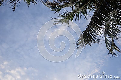 Palm trees and sky background Stock Photo