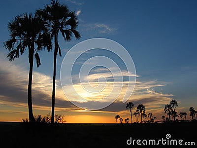 Palm trees sky and clouds, more palsm Stock Photo