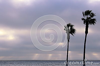 Palm trees and sky with dramatic clouds Stock Photo
