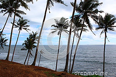 Palm trees on a slope near the Indian ocean Stock Photo