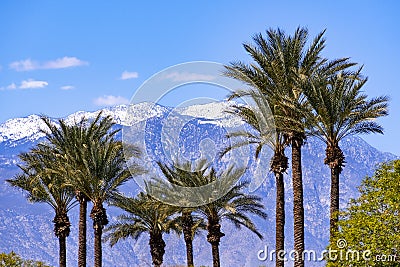 Palm trees and the snow covered San Jacinto mountains, Palm Springs, Coachella Valley, California Stock Photo