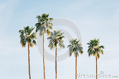 Palm trees in Palm Springs, California Stock Photo