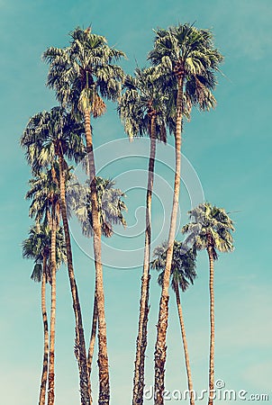 Palm Trees in Palm Springs Stock Photo