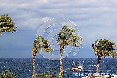 Palm trees and stormy sea with small ship on the Cyprus Stock Photo