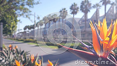 Palm trees and strelitzia crane flower, California. Palmtrees, bird of paradise. Stock Photo