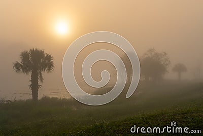 Palm Trees at Sunrise in a Fog by the a lake Stock Photo