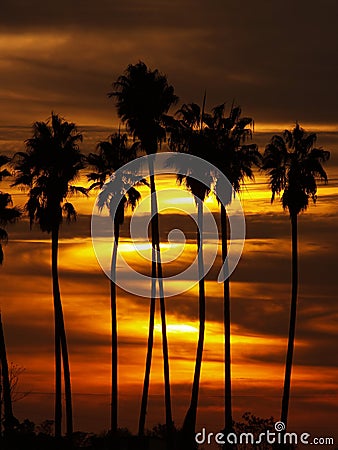 Palm trees at sunset Stock Photo