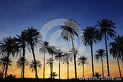 Palm Trees Sunset Golden Blue Sky Backlight Stock Photo - Image: 14633730