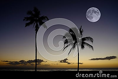 Palm Trees Sunset Near Ocean Beach Tropical Location Full Moon Stock Photo
