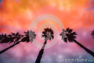 Palm trees at sunset Stock Photo