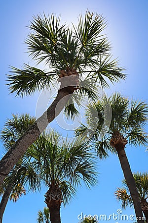 Palm Trees and Sunshine Stock Photo