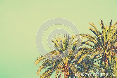 Palm Trees on Toned Light Turquoise Sky Background. 60s Vintage Style Copy Space for Text. Tropical Foliage. Seaside Ocean Beach Stock Photo