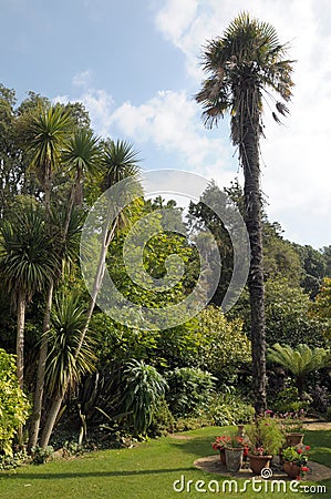 Palm trees tree in Abbotsbury garden Stock Photo