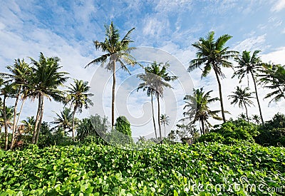 Palm trees treetops with a sunny blue sky background. Weligama , Sri Lanka Stock Photo