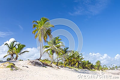 Palm trees on the tropical beach, Bavaro, Punta Cana, Dominican Stock Photo