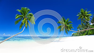 Palm Trees Tropical Beach Summer Vacation Concept Stock Photo