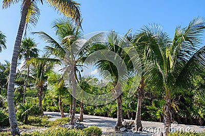 Palm trees in a tropical resort garden. Blue sky background. Roatan, Honduras. Stock Photo