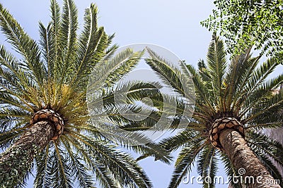 Palm Trees Stock Photo