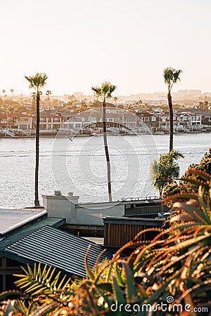 Palm trees and view of Balboa Island from Lookout Point in Corona del Mar, Newport Beach, California Stock Photo