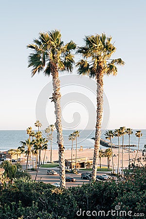 Palm trees and view of beach in Corona del Mar, Newport Beach, California Stock Photo