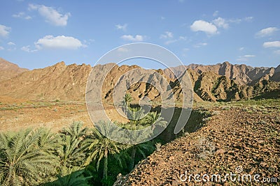 Palm Trees in a Wadi in the UAE Stock Photo