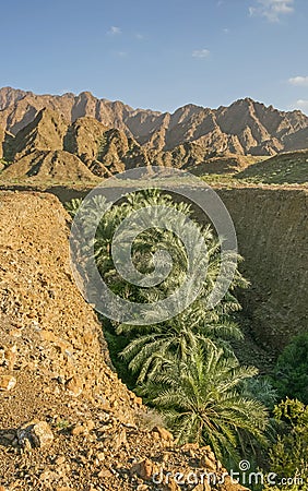 Palm Trees in a Wadi in the UAE Stock Photo