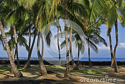 Palm trees wave in wind Hawaii Stock Photo