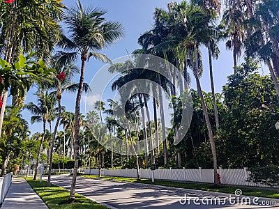 Palm trees on Emma St. in the Truman Annex at Key West, Florida. Stock Photo