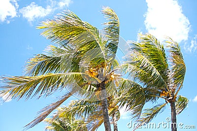 Palm trees in the wind Stock Photo
