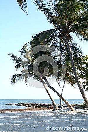 Palm Trees in the Wind Stock Photo