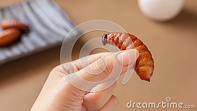 Palm weevil larvae in chopsticks, Foods are popular in Thailand and Asia. Eating edible insects concept. Closeup Stock Photo