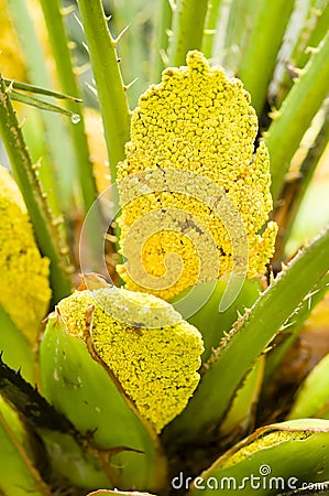 Palm yellow flowers Stock Photo