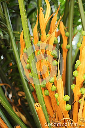 Palm yellow flowers in natural Stock Photo