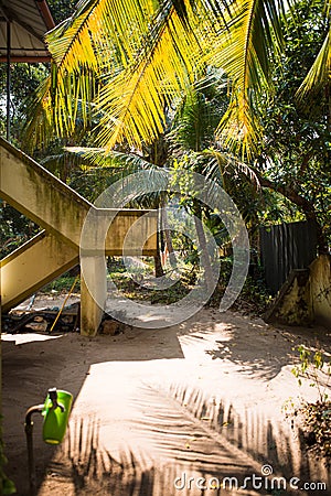 Palm yellow-green leaves in the sunlight. Stock Photo