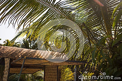 Palm yellow-green leaves in the sunlight. Stock Photo