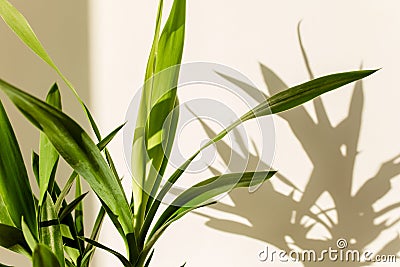 Palm yucca and shadows on a white wall Stock Photo