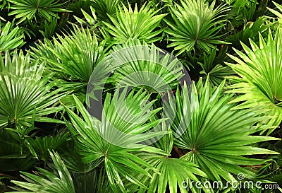 Palma houseplant. Textural vegetative background from young green leaves Stock Photo