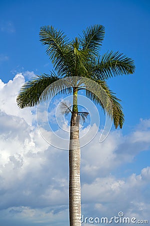 Palma real Royal palm tree on a blue sky Stock Photo