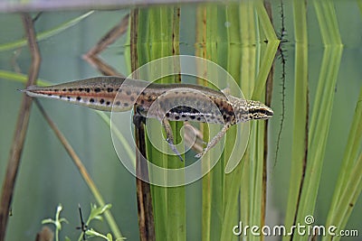 Palmate newt, Triturus helveticus Stock Photo