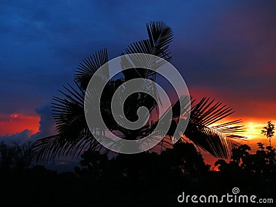 Palmboom bij zonsondergang, Palmtree at sunset; Santa Marta Mountains; Colombia Stock Photo