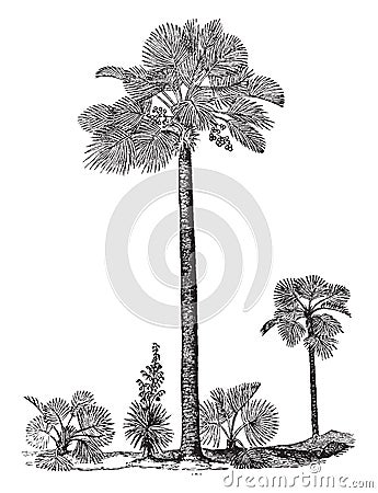 Palmetto vintage illustration Vector Illustration