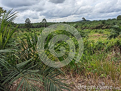 Palmoil trees green garden palm Stock Photo