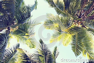 Palms against the blue sky. Stock Photo