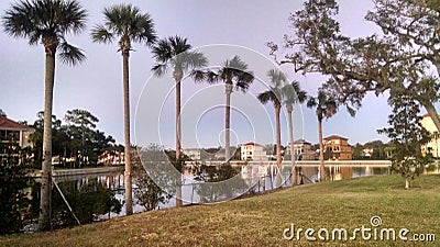 Palms along canal Stock Photo