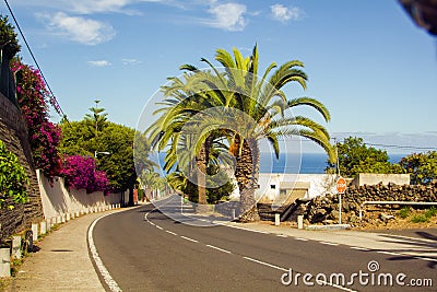 Palms along the road near the sea Stock Photo